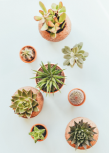 plant trends