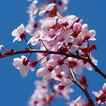 Celebrate the Spring Bloom at Cherry Blossom Pub