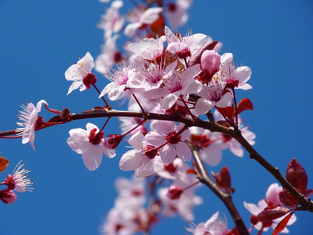 Celebrate the Springtime at the National Cherry Blossom Festival Petalpalooza on April 6