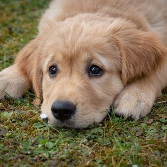 Out of Pet Supplies at Insignia on M? Restock at Unleashed by Petco