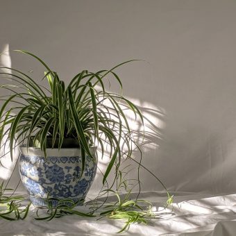 Apartment-Friendly Houseplants to Add to Your Must-Grow List